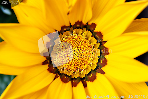 Image of Closeup of bright yellow gazania flower