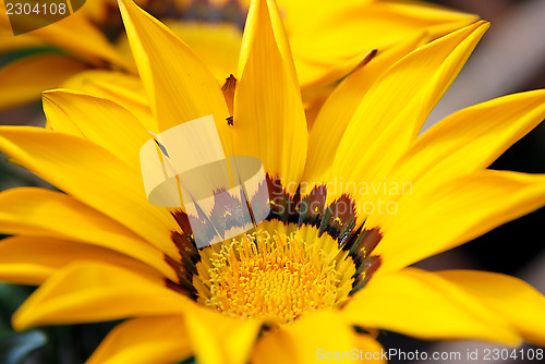 Image of Gazania flower with bright yellow petals