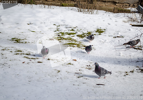 Image of pigeons walking in the snow 