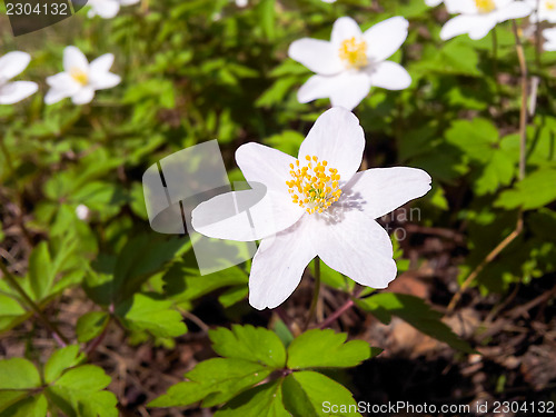 Image of White anemone flower