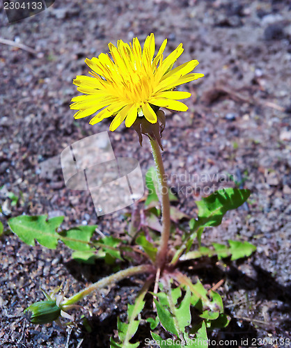 Image of Yellow dandelion