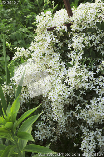 Image of Plant clematis  blooms with white flowers