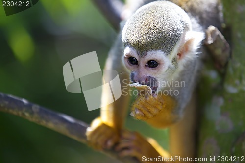 Image of Squirrel Monkey