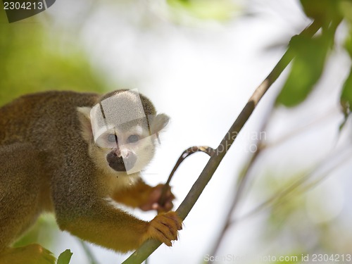 Image of Squirrel Monkey