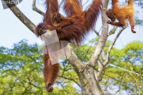 Image of Borneo Orangutan