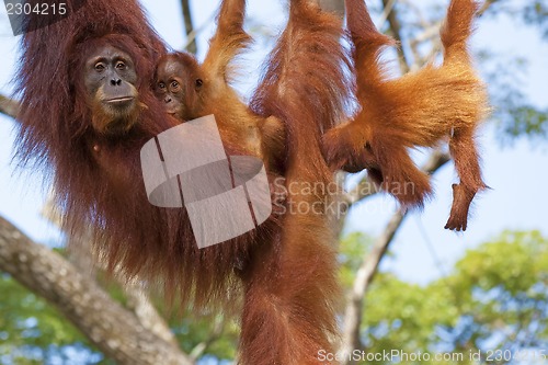 Image of Borneo Orangutan