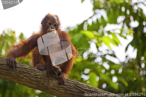 Image of Borneo Orangutan