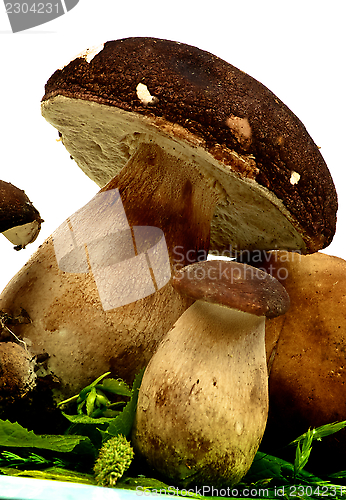 Image of Boletus