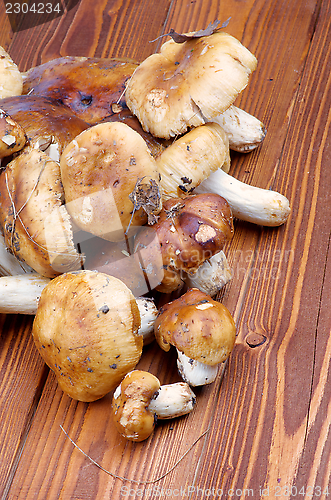 Image of Edible Mushrooms