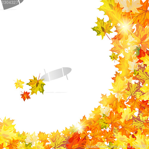 Image of Autumn maple leaves 