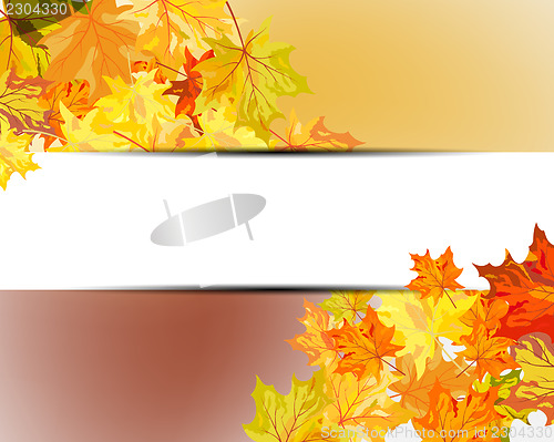 Image of Autumn maple leaves 