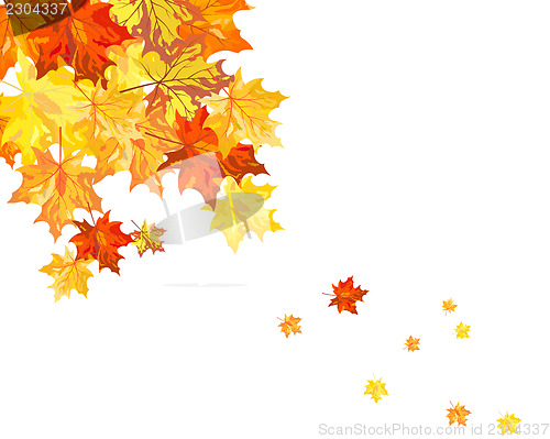 Image of Autumn maple leaves 