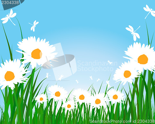 Image of Summer meadow
