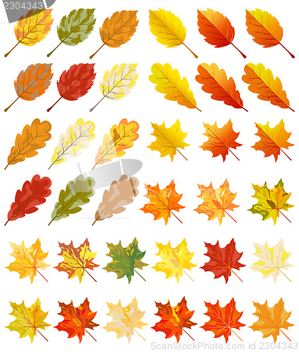 Image of Collection of color autumn leaves