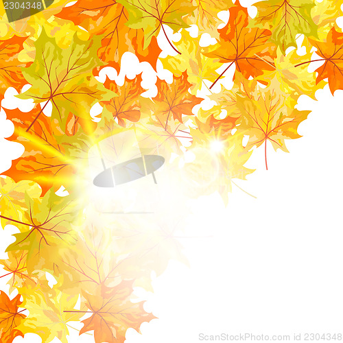 Image of Autumn maple leaves 