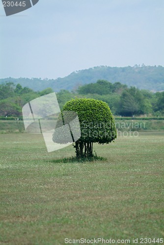 Image of Small shaped bush in a field