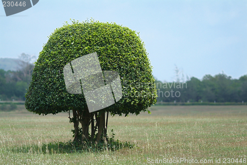Image of Shaped bush in the field