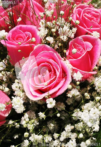 Image of Pretty pink roses