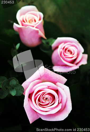 Image of Pink rose buds