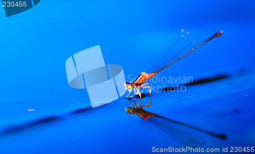 Image of damselply on leave on watersurface