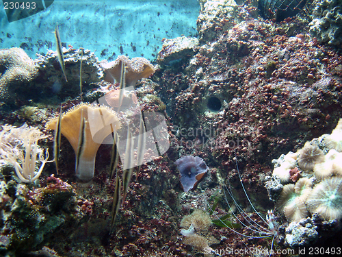 Image of Underwater series