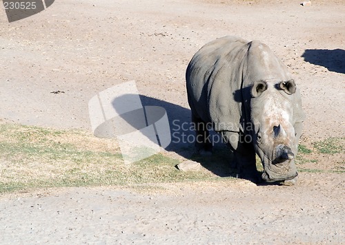 Image of White rhinoceros