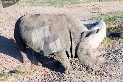 Image of White rhinoceros