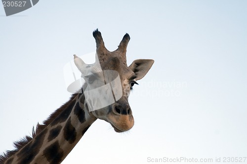 Image of Giraffe Close-up