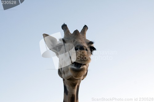 Image of Giraffe Close-up