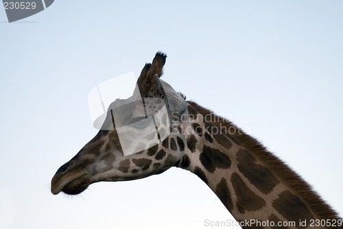 Image of Giraffe Close-up