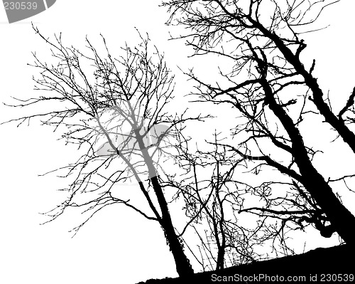 Image of Tree Silhouette