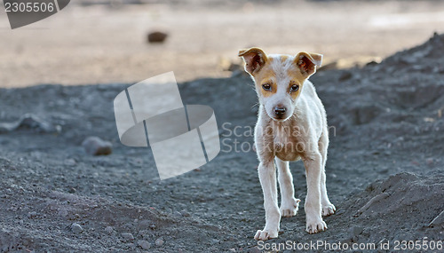 Image of homeless dog