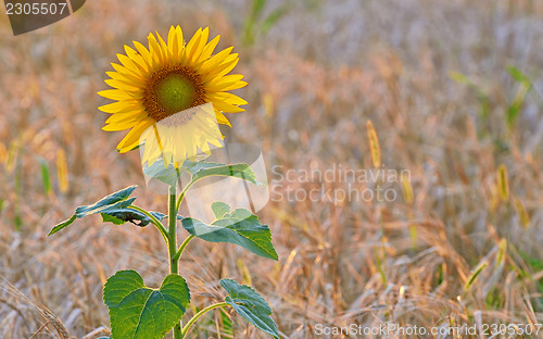 Image of isolated sunflowe