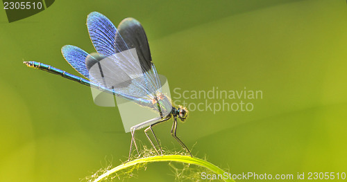 Image of dragon fly on a blade of grass