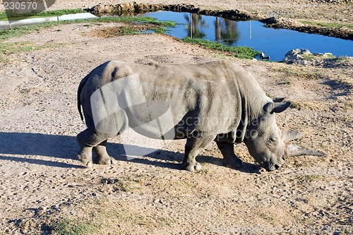 Image of White rhinoceros