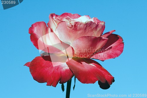 Image of Closeup of a rose