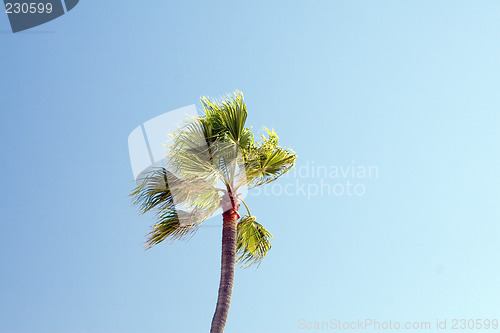 Image of Tropical Palm tree