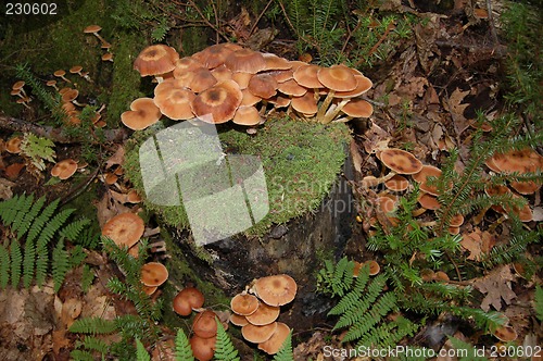 Image of mushroom stump