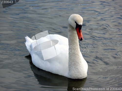 Image of Swan