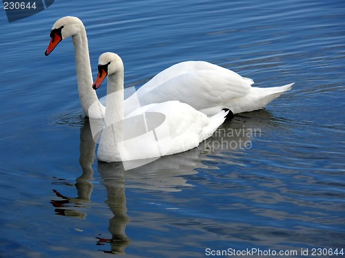 Image of Swans