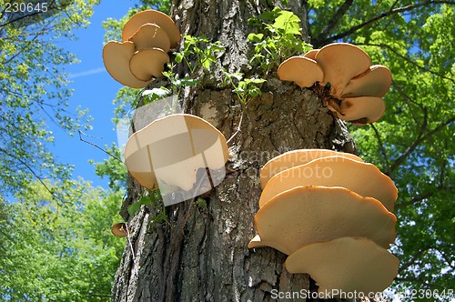 Image of mushroom stairs