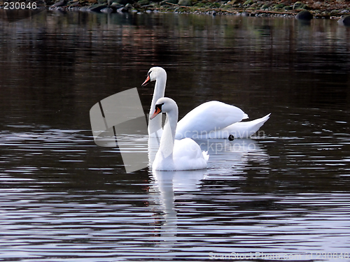 Image of Swan Lake