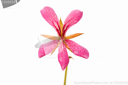 Image of Pink geranium flower