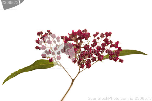 Image of Red wild flowers