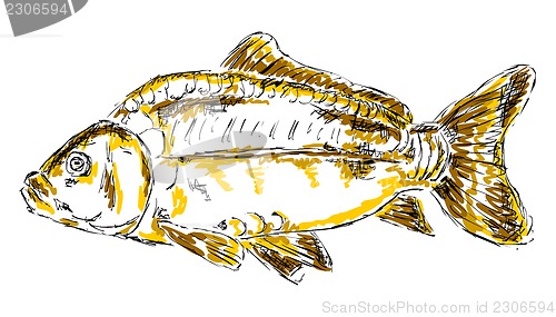 Image of carp sketch