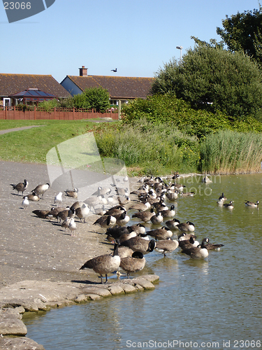 Image of Canadian Geese