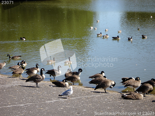 Image of Canadian Geese