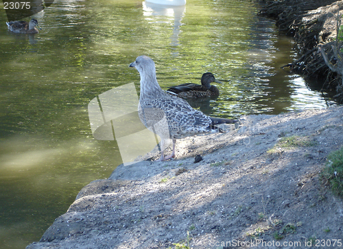 Image of Close up of a bird