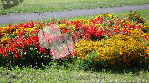 Image of Coloured flowers