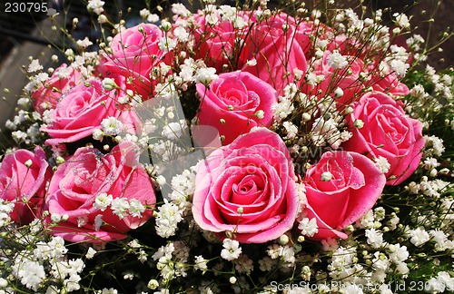 Image of Pink roses